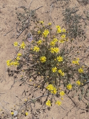 Senecio cardaminifolius