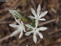 Vagaria parviflora