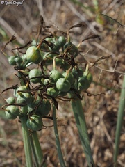 Vagaria parviflora