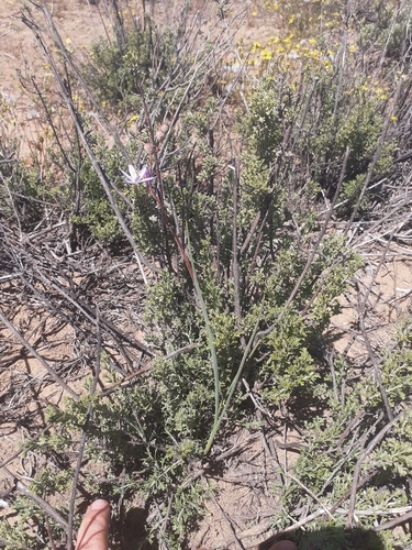 Image of Hesperantha pilosa by (c) Brian du Preez, some rights reserved (CC BY-SA)