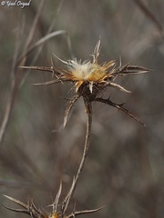 Carlina curetum
