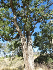 Angophora subvelutina