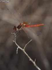 Sympetrum fonscolombii