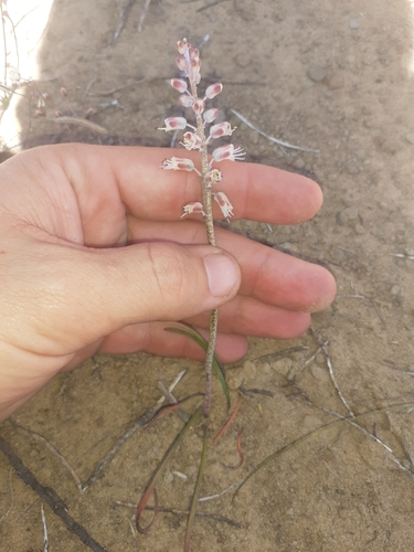 Image of Lachenalia juncifolia by (c) Brian du Preez, some rights reserved (CC BY-SA)