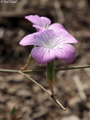 Dianthus strictus