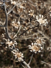 Lactuca tuberosa