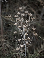 Lactuca tuberosa