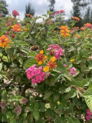 Anthophora pilifrons