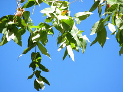 Angophora subvelutina