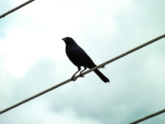 Molothrus bonariensis