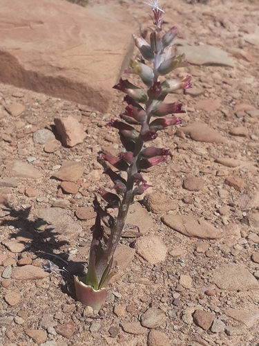 Image of Lachenalia obscura by (c) Brian du Preez, some rights reserved (CC BY-SA)