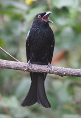 Spangled Drongo photo 4