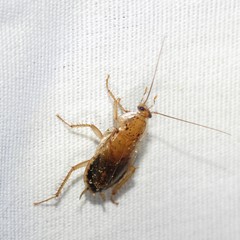 Latiblattella lucifrons