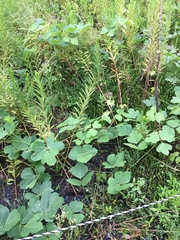 Pueraria montana lobata