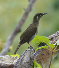 Meliphaga notata