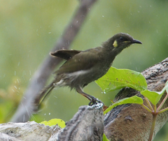 Meliphaga notata