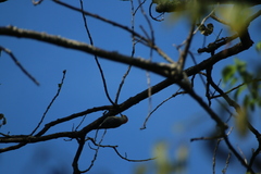 Melanerpes carolinus