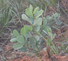 Baptisia nuttalliana