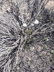 Ursinia pilifera