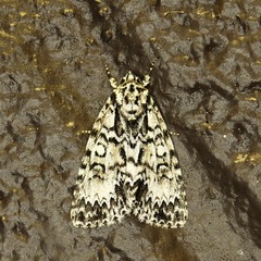 Acronicta fragilis