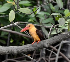 Pelargopsis amauroptera