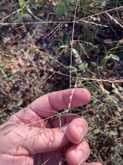 Eragrostis curtipedicellata