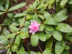 Rhododendron rex