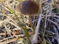 Mycena griseoviridis