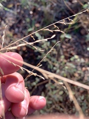 Eragrostis curtipedicellata
