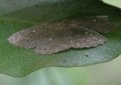 Casbia melanops
