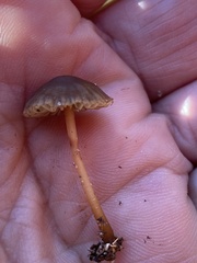 Mycena griseoviridis