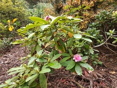 Rhododendron rex