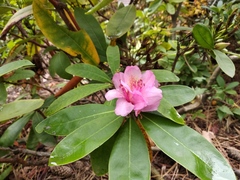 Rhododendron rex