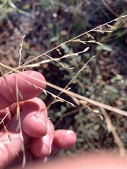 Eragrostis curtipedicellata