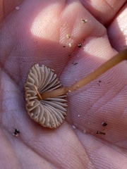 Mycena griseoviridis