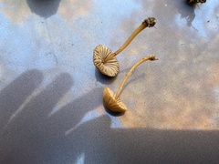 Mycena griseoviridis