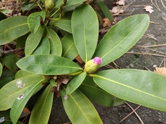 Rhododendron rex
