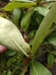 Rhododendron rex