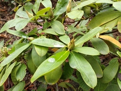 Rhododendron rex