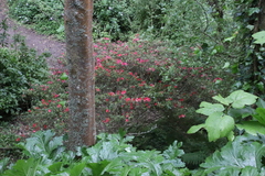 Rhododendron × hybridum