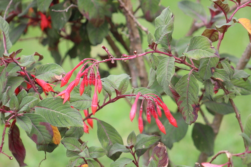 Honeysuckle Fuchsia