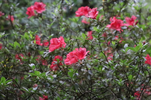 garden rhododendron (Rhododendron ×)