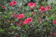 Rhododendron × hybridum