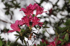 Rhododendron × hybridum