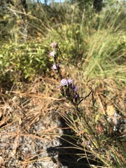 Liatrinae