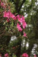 Rhododendron × hybridum