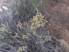 Oedera oppositifolia