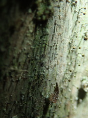 Chaenotheca chlorella