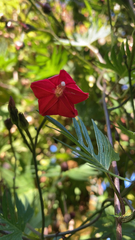 Ipomoea × multifida