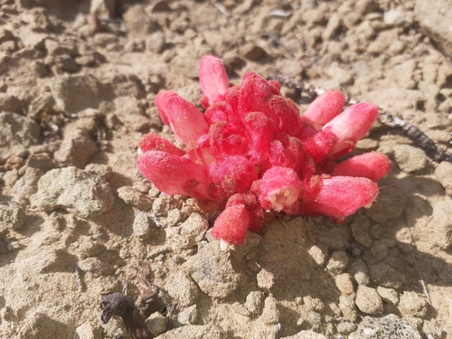Image of Hyobanche rubra by (c) Brian du Preez, some rights reserved (CC BY-SA)